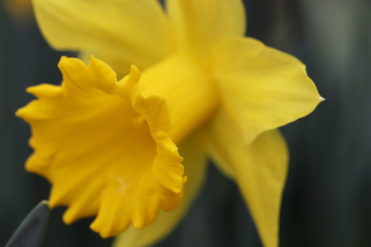 daffodil-4895641_1280